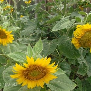 Meet your Posher, Parrish